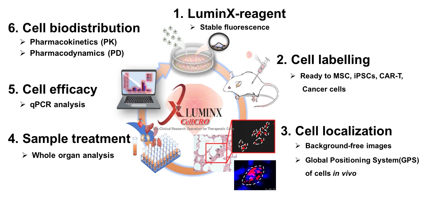 LuminX 一站式細胞動力學分析平台 - harry Su.jpg